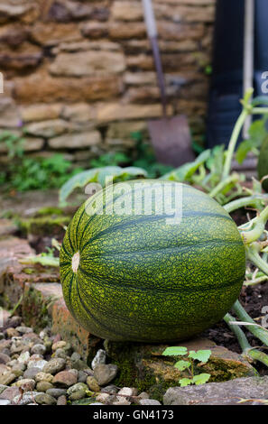 La zucca è una cultivar di un impianto di squash, più comunemente di cucurbita pepo, che è rotondo, con superficie liscia, leggermente orlate pelle, un Foto Stock