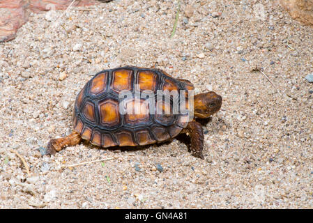 Deserto Sonoran Tartaruga Gopherus agassizi Tucson Pima County, Arizona, Stati Uniti 24 agosto immaturi speci minacciate di estinzione Foto Stock