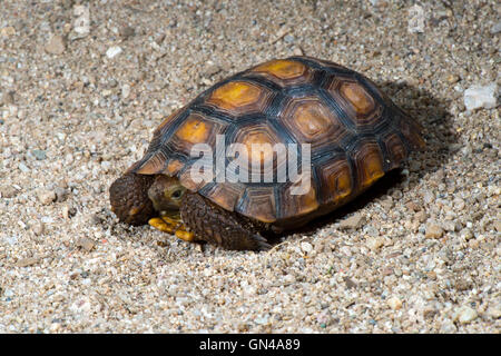 Deserto Sonoran Tartaruga Gopherus agassizi Tucson Pima County, Arizona, Stati Uniti 24 agosto immaturi speci minacciate di estinzione Foto Stock