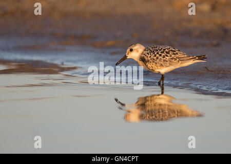 Semipalmated sandpiper (Calidris pusilla) in autunno la migrazione Foto Stock