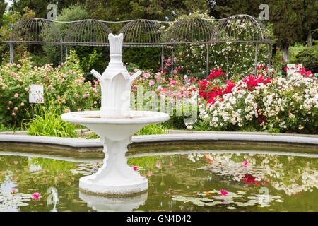 Piscina con ninfee nel Nikitsky giardino botanico Foto Stock