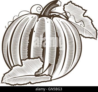 La Zucca in stile vintage. Line art illustrazione vettoriale Illustrazione Vettoriale