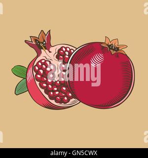 Melagrane in stile vintage. Colorata illustrazione vettoriale Illustrazione Vettoriale