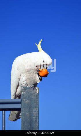 Zolfo australiano Crested Cacatua (Cacatua galerita) mangiando un mandarino sotto il luminoso cielo blu Foto Stock