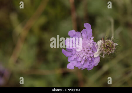 Viola la Scabiosa fiore chiamato mourningbride o dolce scabious fiorisce in un Southern California garden Foto Stock