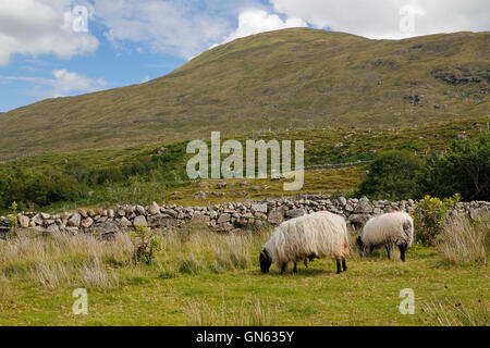 Due pecore di mangiare in un paesaggio verde presso la costa occidentale dell' Irlanda Foto Stock