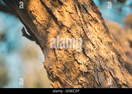 Dettaglio di un tronco di albero Foto Stock
