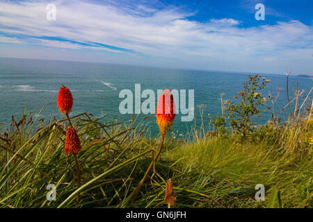 Red Hot Poker (Kniphofia) fiori mostrato contro l'Oceano Atlantico. Nella foto da Sud ovest sentiero costiero vicino a Port Isaac Foto Stock