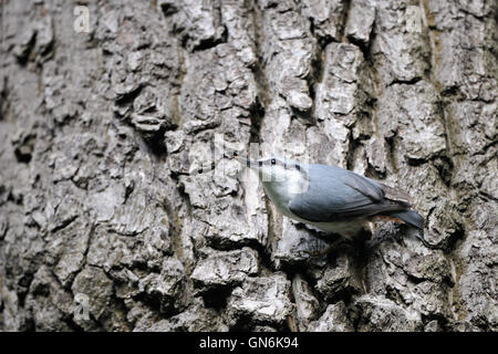 Eurasian picchio muratore o legno picchio muratore (Sitta europaea) al vecchio tronco di albero. Regione di Mosca, Russia Foto Stock