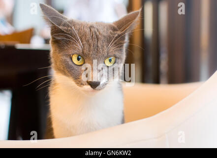 Carino gattino seduto su una sedia ristorante Foto Stock