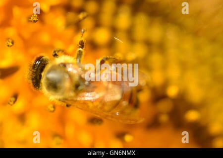 Honeybee su girasole . Foto Stock