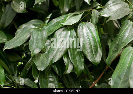 Cannella di Ceylon foglie (Cinnamonum verum), Aka vero albero di cannella, nativo di India meridionale Foto Stock