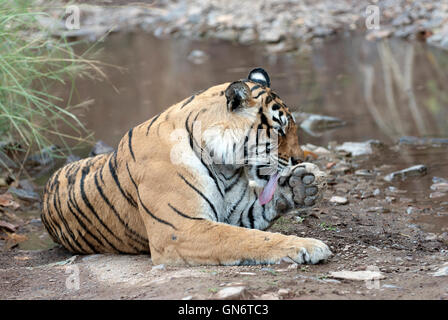 L'immagine di Machli tigre del Bengala ( Panthera tigris) nel Parco nazionale di Ranthambore, India Foto Stock