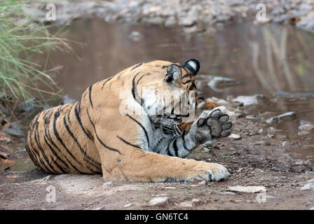 L'immagine di Machli tigre del Bengala ( Panthera tigris) nel Parco nazionale di Ranthambore, India Foto Stock