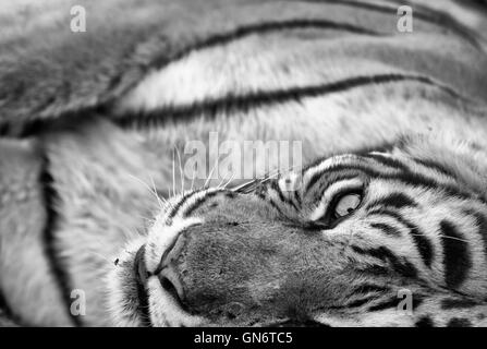 L'immagine di Machli tigre del Bengala ( Panthera tigris) nel Parco nazionale di Ranthambore, India Foto Stock