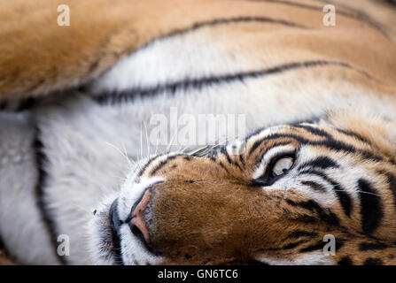 L'immagine di Machli tigre del Bengala ( Panthera tigris) nel Parco nazionale di Ranthambore, India Foto Stock