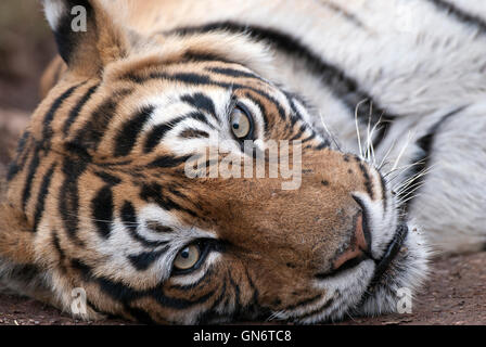 L'immagine di Machli tigre del Bengala ( Panthera tigris) nel Parco nazionale di Ranthambore, India Foto Stock