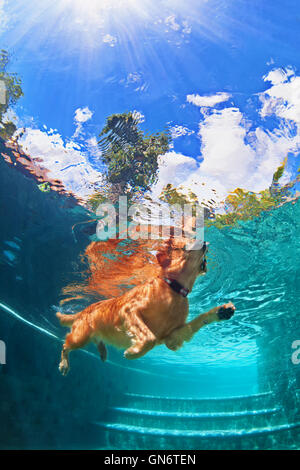 Underwater funny foto di golden labrador retriever puppy in piscina a giocare con divertimento - jumping, immersione profonda verso il basso. Foto Stock