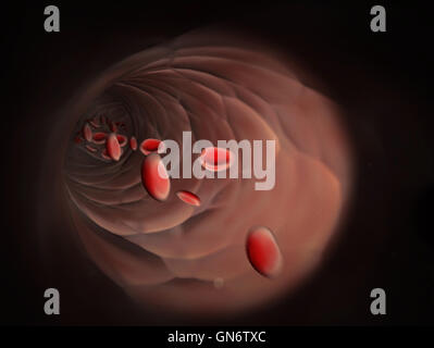 Visualizzazione endoscopica il flusso di globuli rossi del sangue in una vena Foto Stock