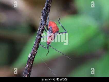 Red stink bug trovati nella giungla tropicale. Foto Stock