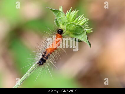 Hairy red caterpillar nero con la testa e la coda si trova in una giungla tropicale Foto Stock