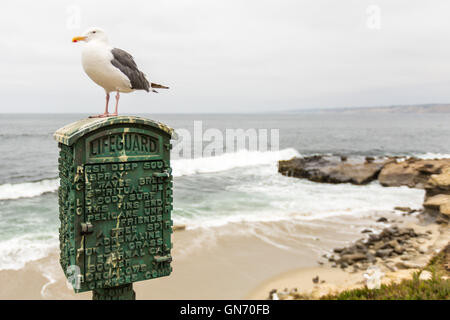 Seagull fotografati a La Jolla Cove, La Jolla, San Diego, California, Stati Uniti d'America Foto Stock