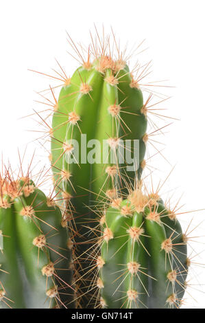 Cactus isolato su sfondo bianco Foto Stock