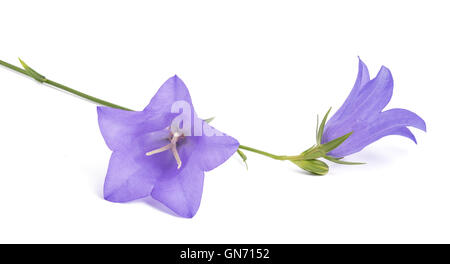 Campanule isolato su bianco. Campanula rotundifolia Foto Stock