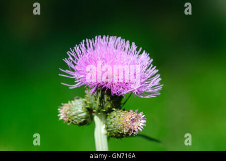 Fiore di cardo su sfondo sfocato Foto Stock