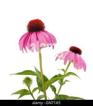 Purple Coneflowers isolato su bianco Foto Stock