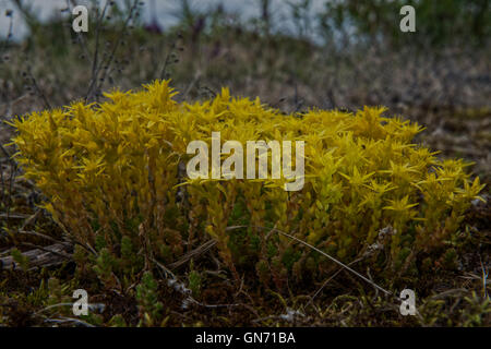 Sedum acre o comunemente noto come goldmoss stonecrop, mossy stonecrop, goldmoss sedum, mordere stonecrop e wallpepper. Foto Stock