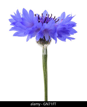 Blu fiordaliso (Cyanus segetum) isolato su sfondo bianco Foto Stock