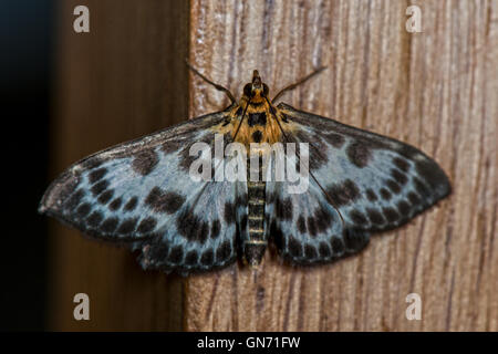 Piccola Gazza Moth - Anania hortulata,Crambidae trovati in Dunstable, Bedfordshire. Regno Unito Foto Stock