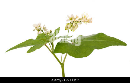 Pianta di grano saraceno con fiori isolati su sfondo bianco Foto Stock