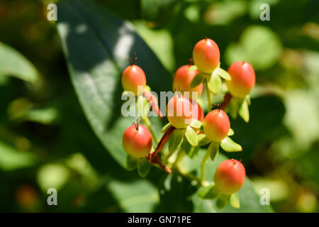 Bacche di un St John's wort (Hypericum) Foto Stock