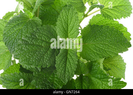 Fresh Melissa (Melissa officinalis) Foto Stock