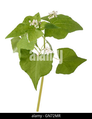 Pianta di grano saraceno con fiori isolati su sfondo bianco Foto Stock