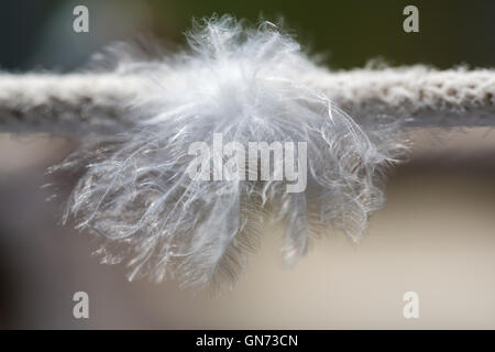 Sfondo astratto, uccello piume sulla fune closeup Foto Stock