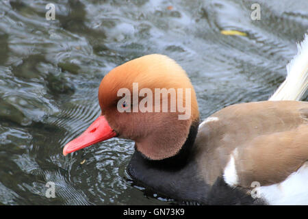 Colpo di Testa di Red-crested anatra Foto Stock