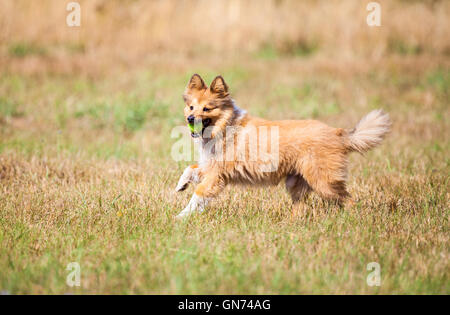 Esecuzione di shetland sheepdog con una sfera Foto Stock