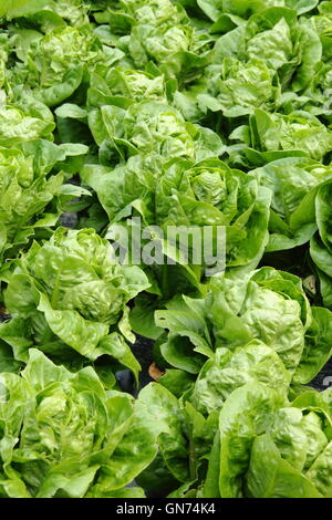 Le lattughe coltivate utilizzando un organico di tecnica di giardinaggio utilizzando blac telone di pacciamatura per sopprimere le erbacce in un giardino inglese impostazione Foto Stock