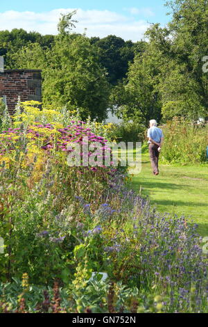 Un confine erbacee in piena fioritura a Wortley Hall giardino murato giorno durante un open day evento, Sheffield, Yorkshire Regno Unito - agosto Foto Stock