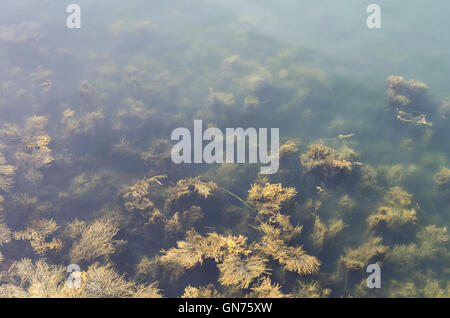 Guardando verso il basso in una foresta di Rockweed (alga marina Ascophyllum nodosum) drifting ad alta marea nel Golfo del Maine. Foto Stock