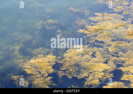 Rockweed (alga marina Ascophyllum nodosum) galleggiante ad alta marea nel Golfo del Maine. Foto Stock