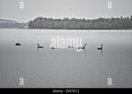 Oca Nera in un lago Foto Stock