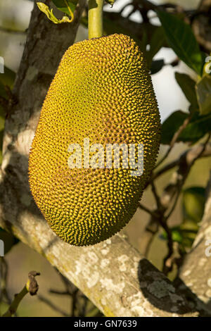 Close-up di Jackfruit, Artocarpus heterophyllus, grande insolito giallo dorato di frutta tropicale che cresce su albero in Queensland Australia Foto Stock
