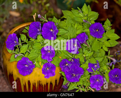 Cluster di stordimento vividi fiori viola e verde smeraldo di foglie di nelle petunie versarsi sopra il bordo del golden brown contenitore in ceramica Foto Stock