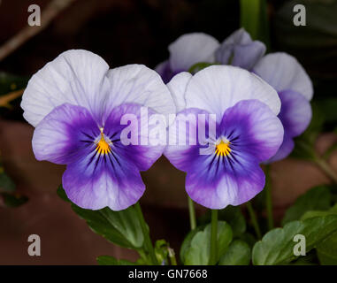 Due splendide e insolito vivid viola e bianco fiori annuali delle viole / pansies con centri di colore giallo su sfondo scuro Foto Stock