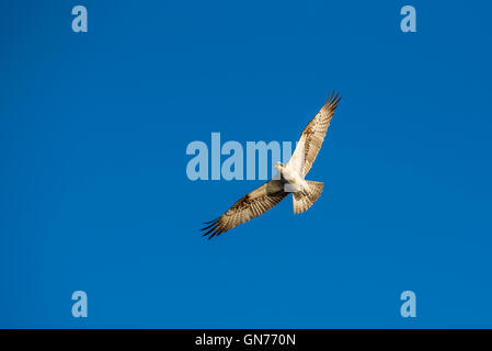 Osprey battenti in cerca di cibo Foto Stock