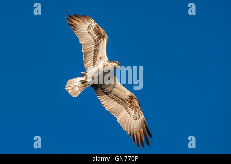 Osprey battenti in cerca di cibo Foto Stock